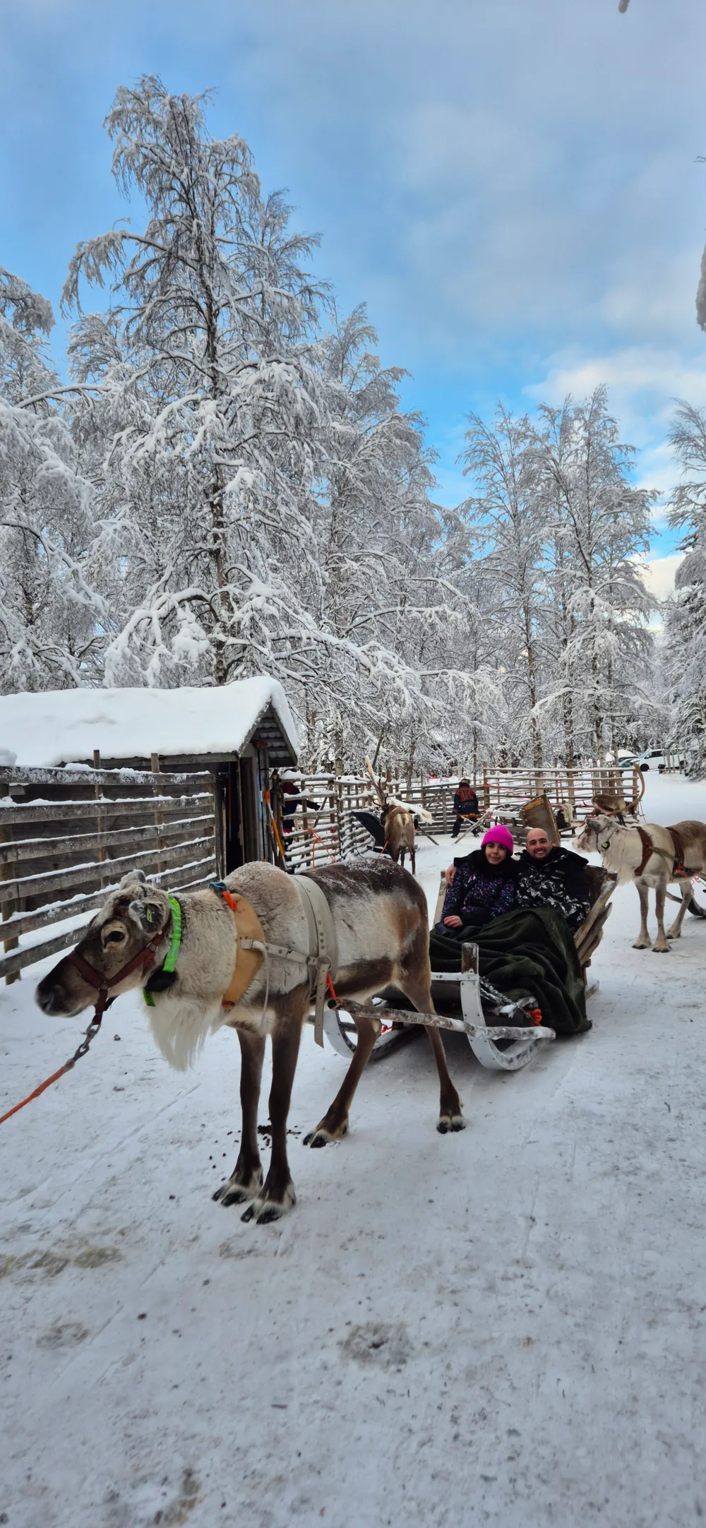 Two smiling travellers bundled in a reindeer-drawn sleigh on a snowy forest trail, snow-heavy spruces behind them and blue sky above.