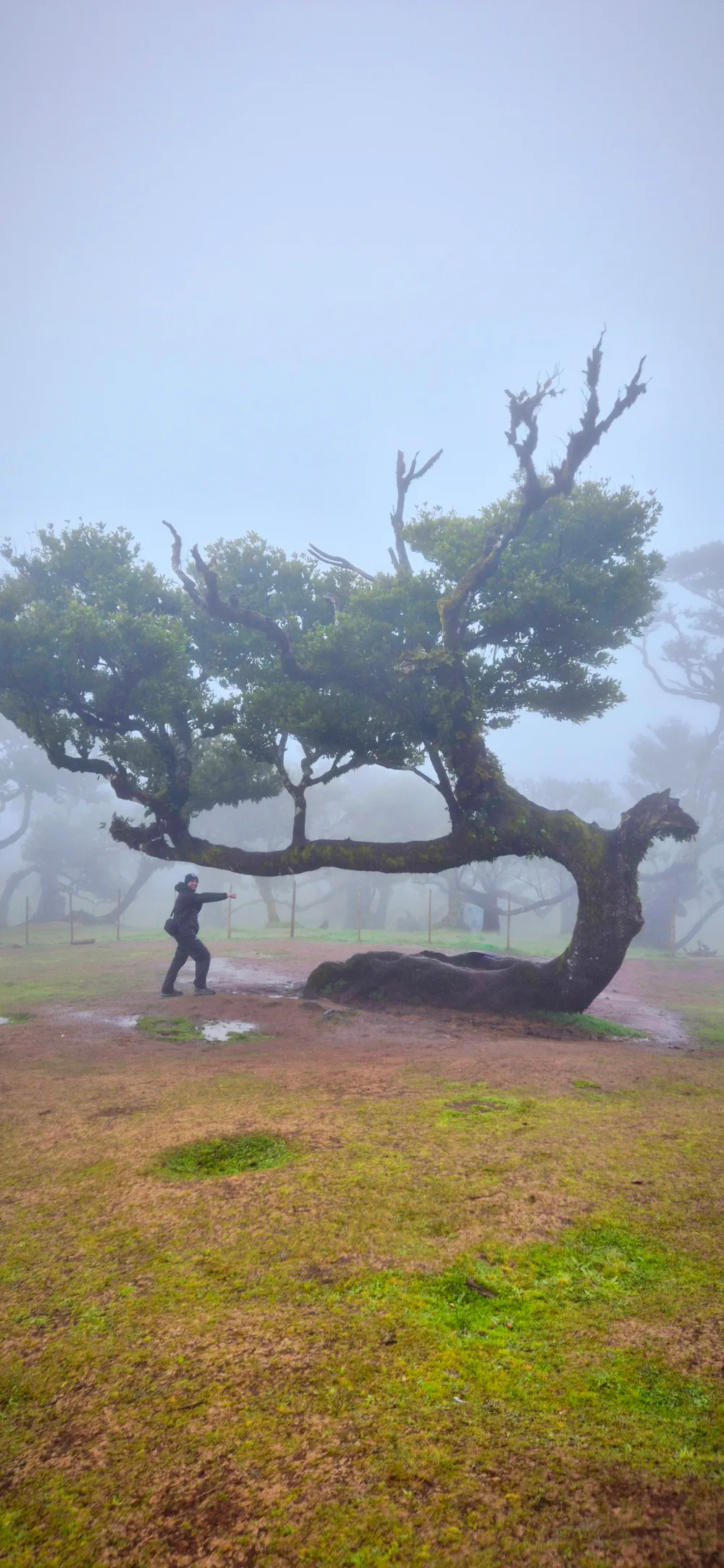 A gnarled laurel tree leaning over a fog-covered clearing in Fanal Forest