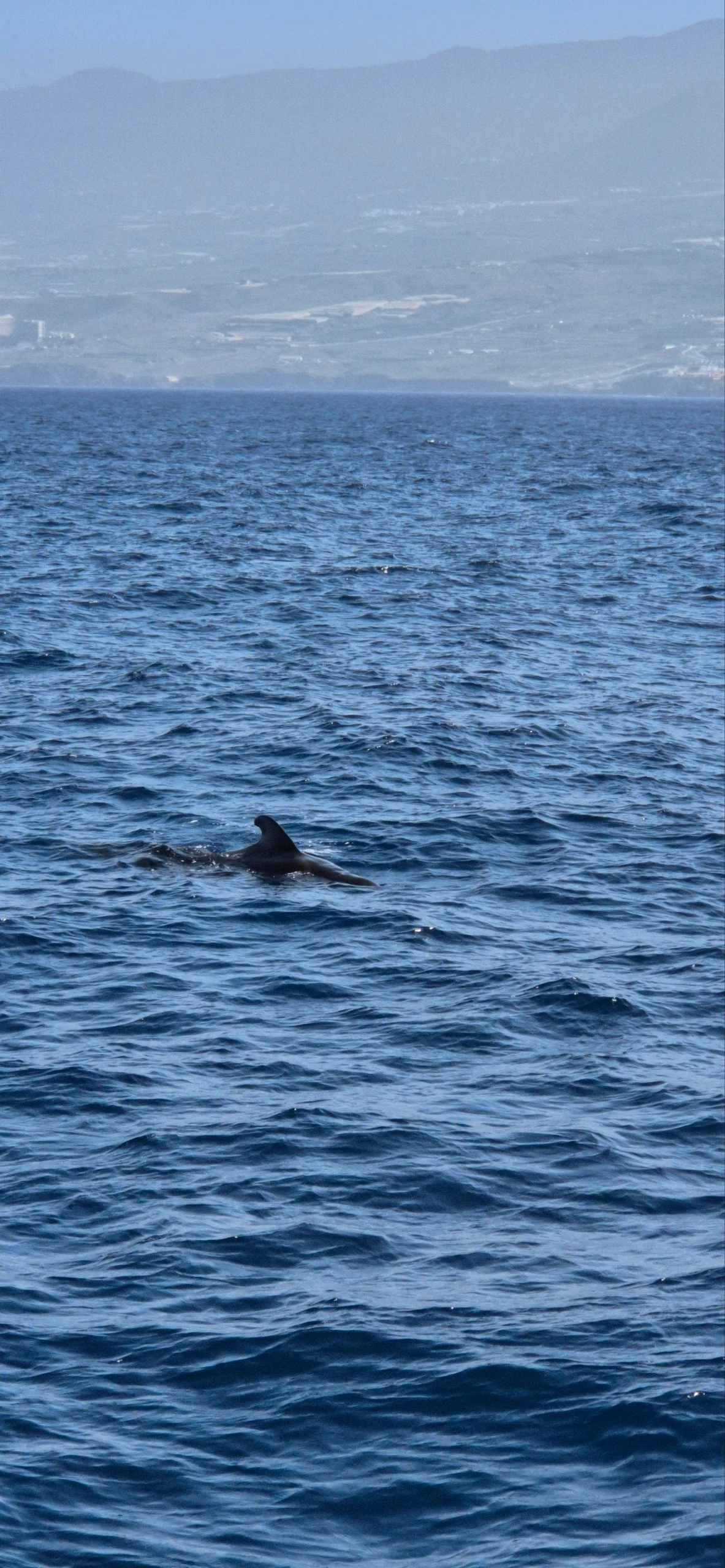 A pilot whale surfacing in deep blue Atlantic water off the Tenerife coast, hazy mountains of the island rising behind it.